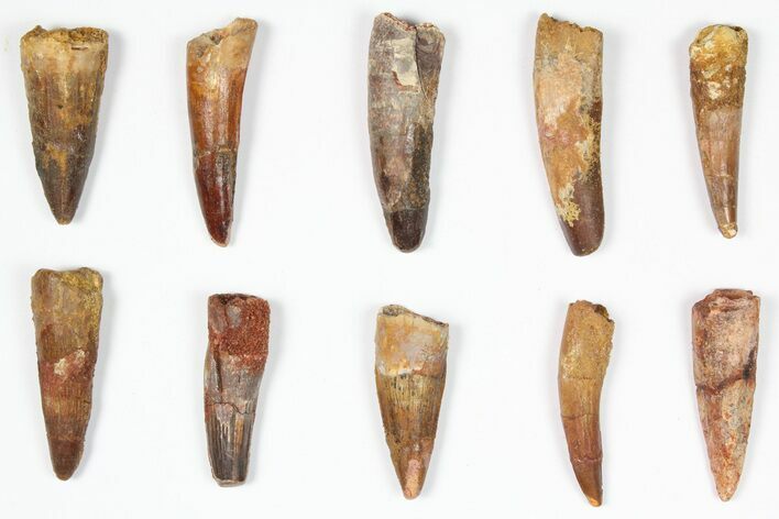 Lot: -, Bargain Spinosaurus Teeth - Pieces #87861